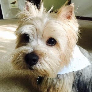 Meet your Posher, Rosy